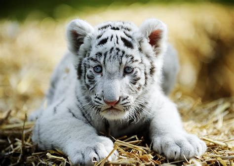 White Tiger Cubs Wallpapers Images Photos Pictures Backgrounds