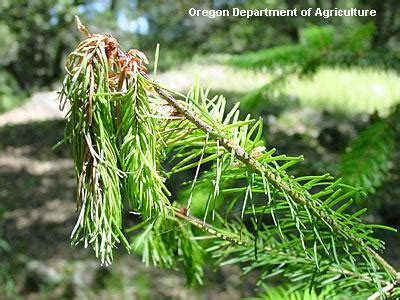 Sudden Oak Death/Ramorum blight | University of Maryland Extension