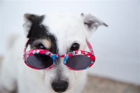 White Dog Wearing Sunglasses · Free Stock Photo