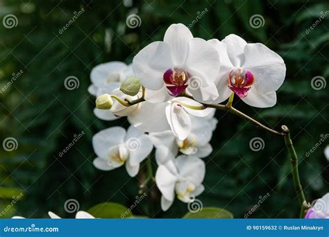 Flowering Orchids in the Botanical Garden Stock Photo - Image of bunch, garden: 90159632