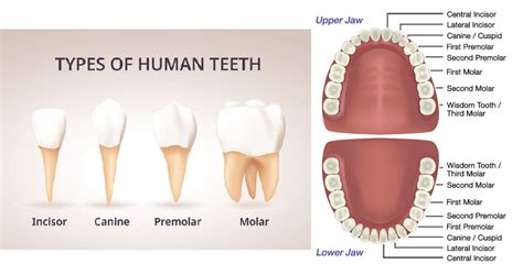 Types Of Human Teeth And Their Functions