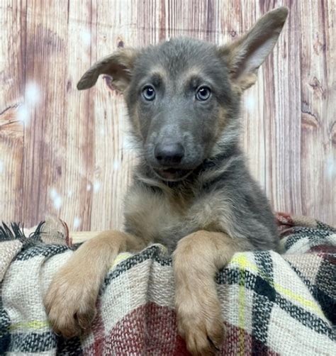 Blue German Shepherd Dogs: Traits, Characteristics, and More