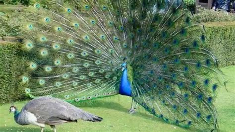 Peacock Sounds and Pictures for Education & Learning Resource - YouTube