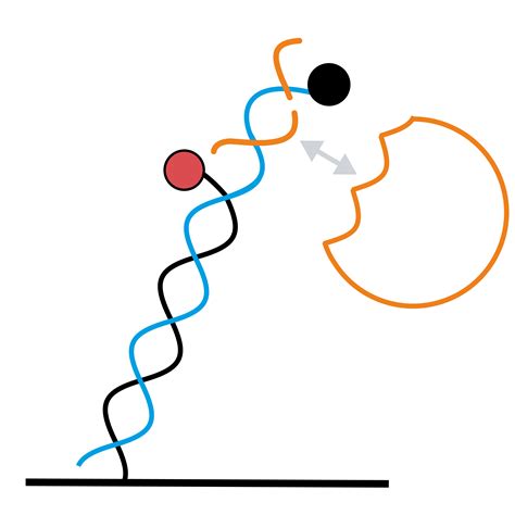 Measuring ligation activity of T4 DNA ligase on nicked DNA with switchSENSE® | Dynamic Biosensors