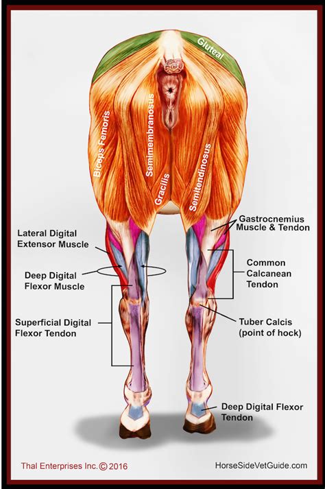 Vitals & Anatomy - Horse Side Vet Guide