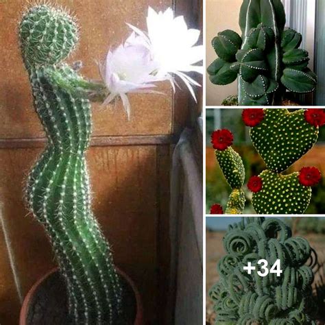 Discover strange cacti you've never seen - adaily24h.com