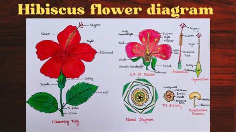 How to draw hibiscus diagram ll draw and labelled diagram of china rose ll draw parts of a ...