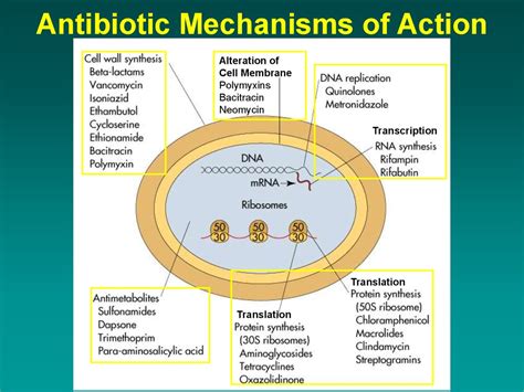 Chemotherapy of Bacterial Infections. Antibiotics - презентация онлайн