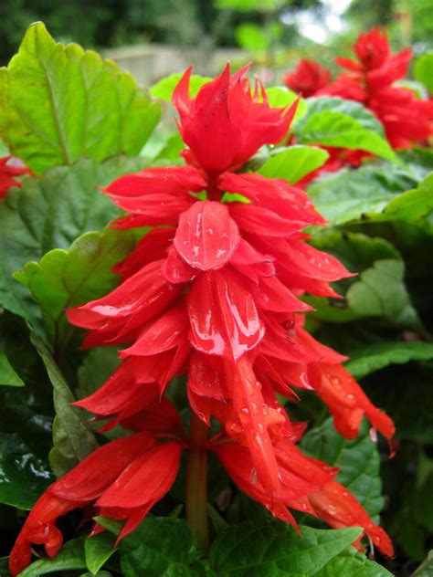 Redwood Barn Nursery -- Salvias | Fiori