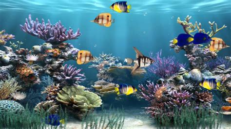 Moving Underwater Wallpapers - Top Free Moving Underwater Backgrounds - WallpaperAccess