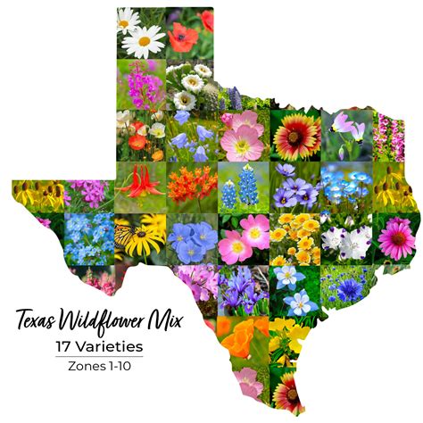 Texas Wildflower Seeds - Texas Seed Mix | Created By Nature