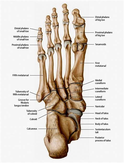 The bones in the foot: inferior view (Picture illustrated from Thieme... | Download Scientific ...