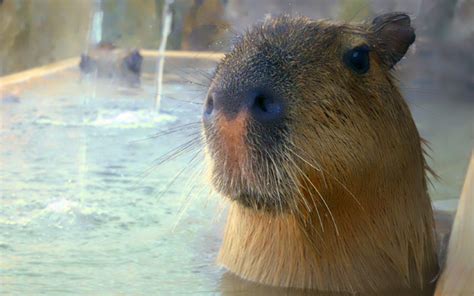 Take A Look There’s A Hot Spring In Japan Where You Can Bathe With Capybaras - Japan Inside