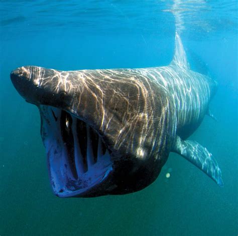 Basking shark | Size, Habitat, Diet, & Facts | Britannica