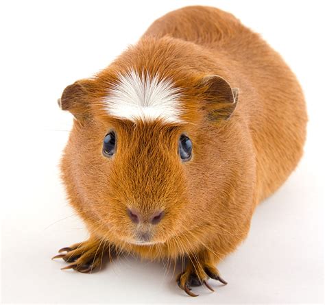 Guinea Pig Breeds