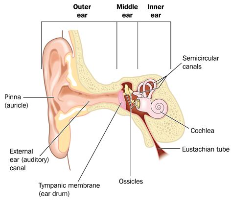 Swimmers Ear Diagram