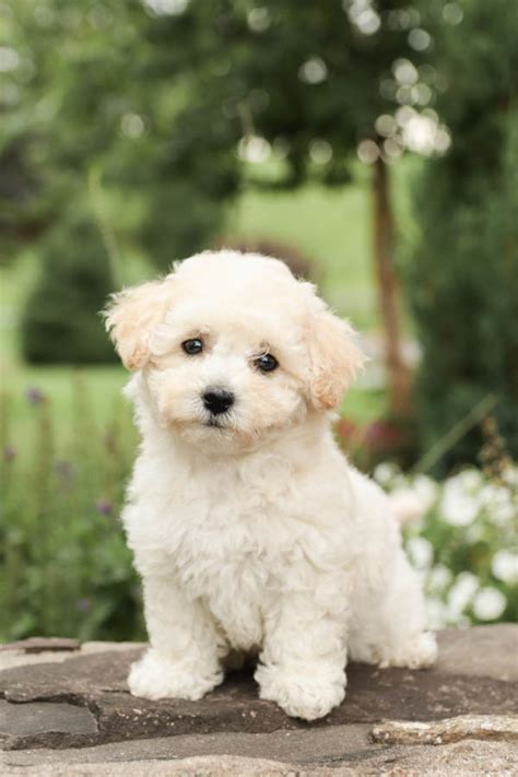 Bichon Frise Studs | Lancaster Puppies