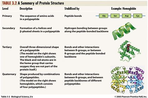 structure of protein - Google Search | Biochemistry, Peptide bond, Biochemistry notes