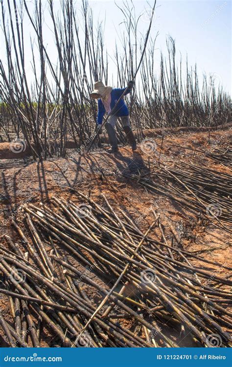 Sugar Cane Manual Harvesting Editorial Photo - Image of sugar, labour: 121224701