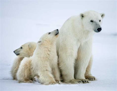 Arctic Polar Bear Habitat