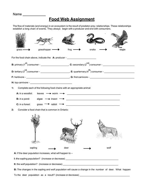 Food Webs And Food Chain Worksheets