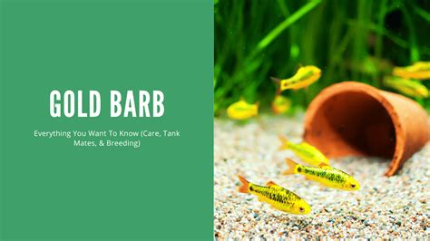 Gold Barb - A Complete Care Guide - AquariumStoreDepot