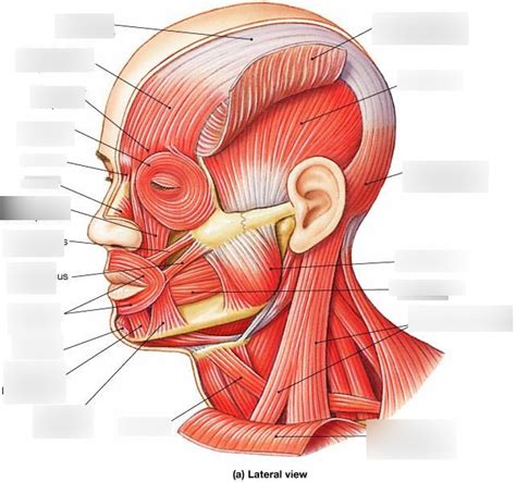 Muscles: Skull Diagram | Quizlet