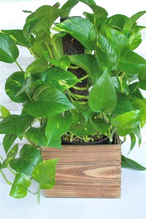 10 Low-Light Indoor Plants the Can Thrive in Your Home and Office - Grow a Garden You Love