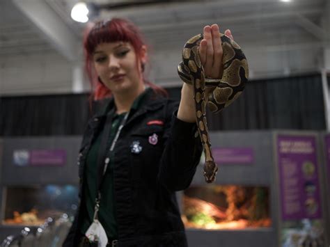 Five most venomous creatures at the Exhibition's Venom reptile display | The Star Phoenix