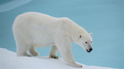 The Polar Bear | Amazing Animal Informative Facts | WildLife Of World