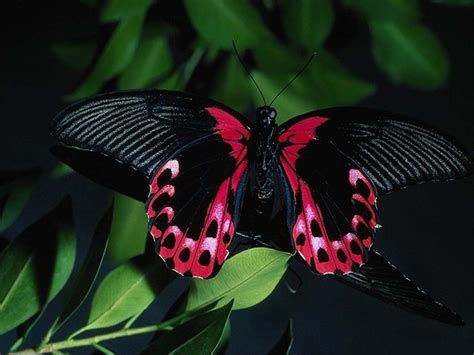 Beautiful Butterflies - Butterflies Wallpaper (9481188) - Fanpop