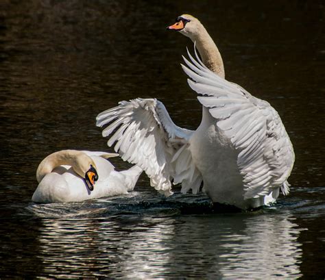 Swan Mating Dance Photograph by Cathy Donohoue - Fine Art America