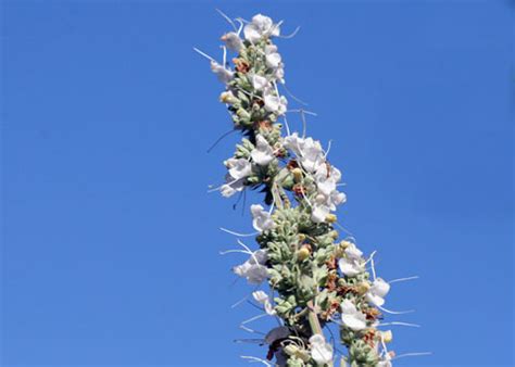 White Sage, Salvia apiana