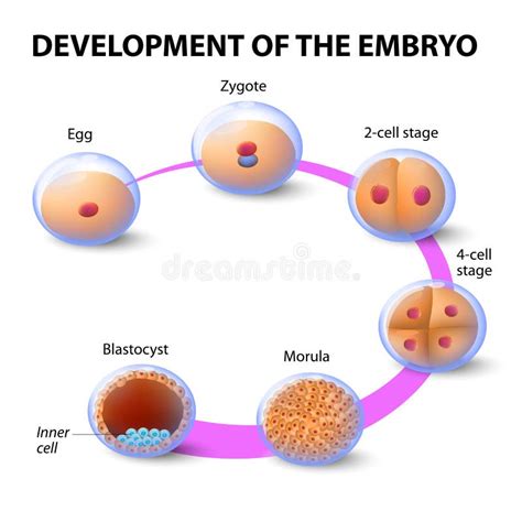 Development Of The Human Embryo Stock Vector - Image: 43948520