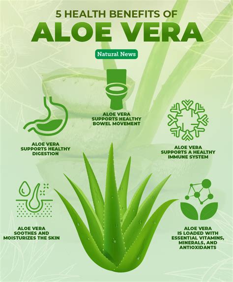 Aloe vera: The plant of immortality with proven health benefits