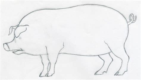 Drawing Of A Realistic Pig | www.pixshark.com - Images Galleries With A Bite!