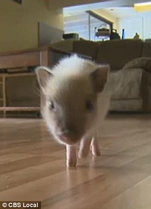 Twinkle the therapy pig of boy with Down syndrome at center of local law dispute that threatens ...