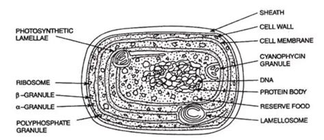 Cyanobacteria Structure