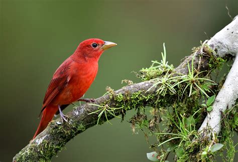 Summer Tanager | Audubon Field Guide