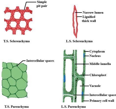 Differentiate between sclerenchyma and parenchyma tissues. Draw well labelled diagram.