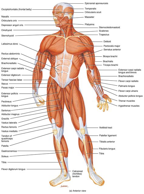 Free Human Body Parts, Download Free Human Body Parts png images, Free ClipArts on Clipart Library