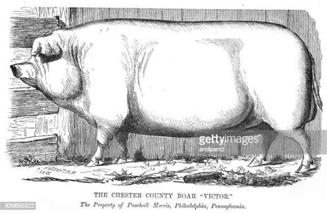 85 Pig Side View Drawing Stock Photos, High-Res Pictures, and Images - Getty Images