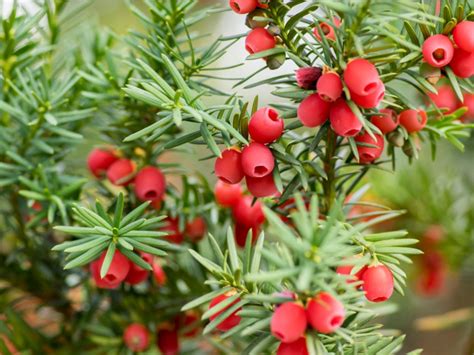 Taxus Yew Shrubs - How To Grow Yew Bushes