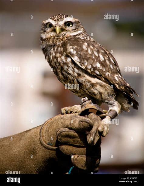 Britains smallest bird of prey the Little Owl Stock Photo - Alamy