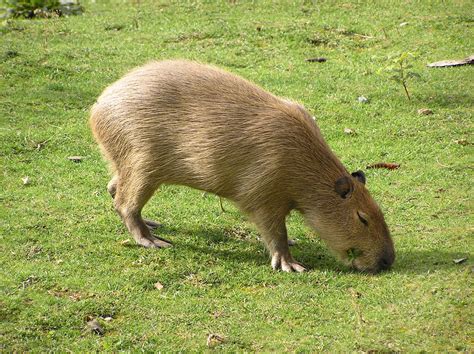 Capybara | The Biggest Animals Kingdom