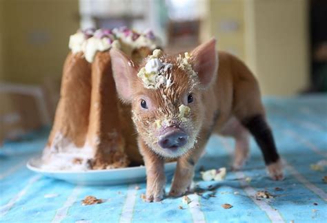 Baby Pig Eating Cake