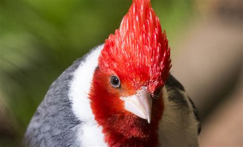 Red-crested cardinal | Smithsonian's National Zoo and Conservation Biology Institute