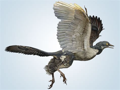 Does Archaeopteryx Show Bird Evolution? | The Institute for Creation Research