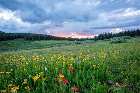 Top 16 Grassland Facts - Animals, Plants, Climate & More | Facts.net