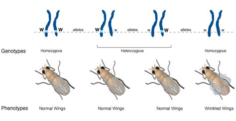 Difference Between Homozygous and Heterozygous | Definition, Characteristics, Examples